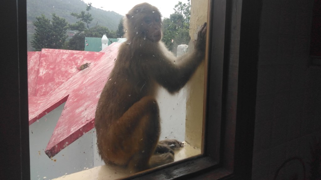 A monkey peeps in